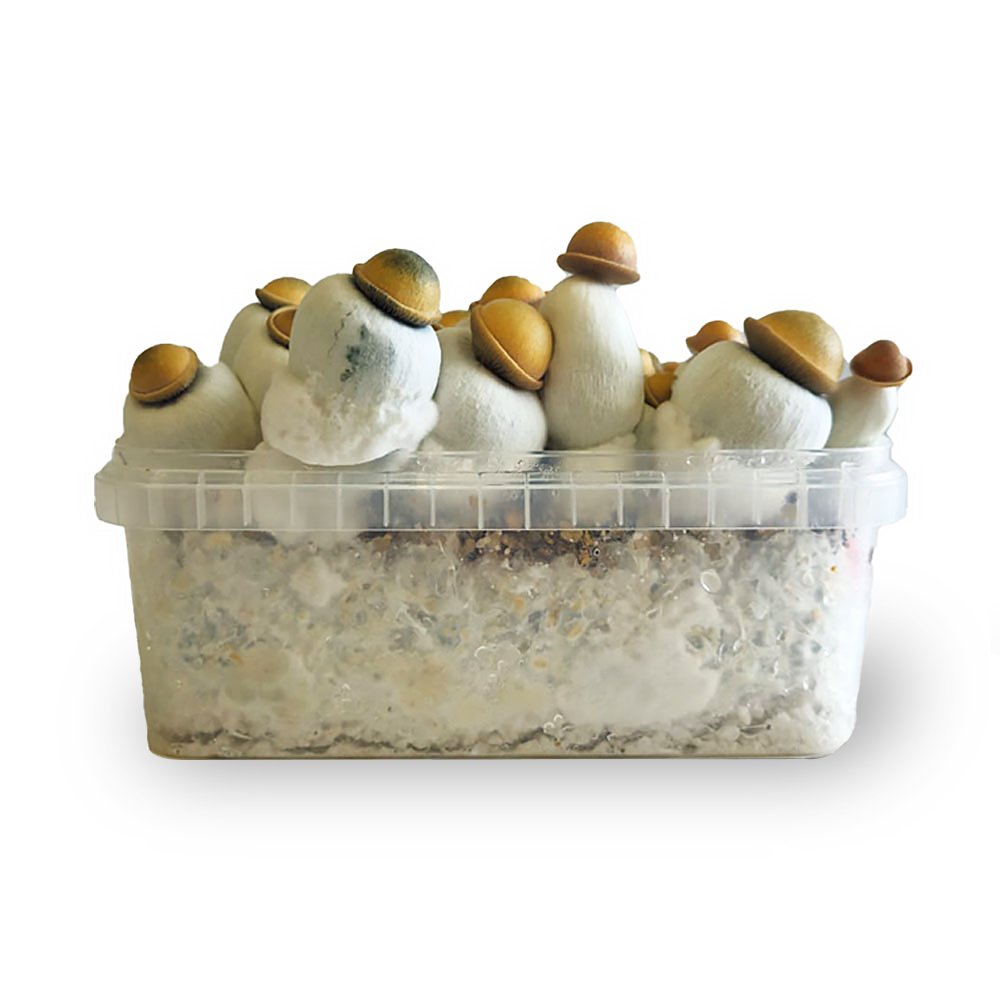 Marshmallow Shrooms Growkit – 1200 cc - Image 3