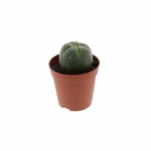 Peyote Cactus 2-3 cm