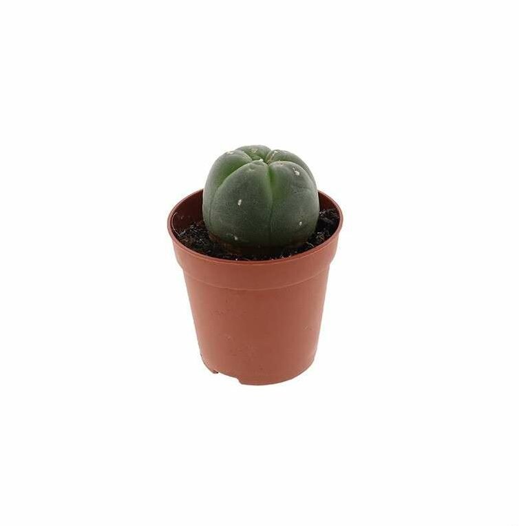 Peyote Cactus 2-3 cm