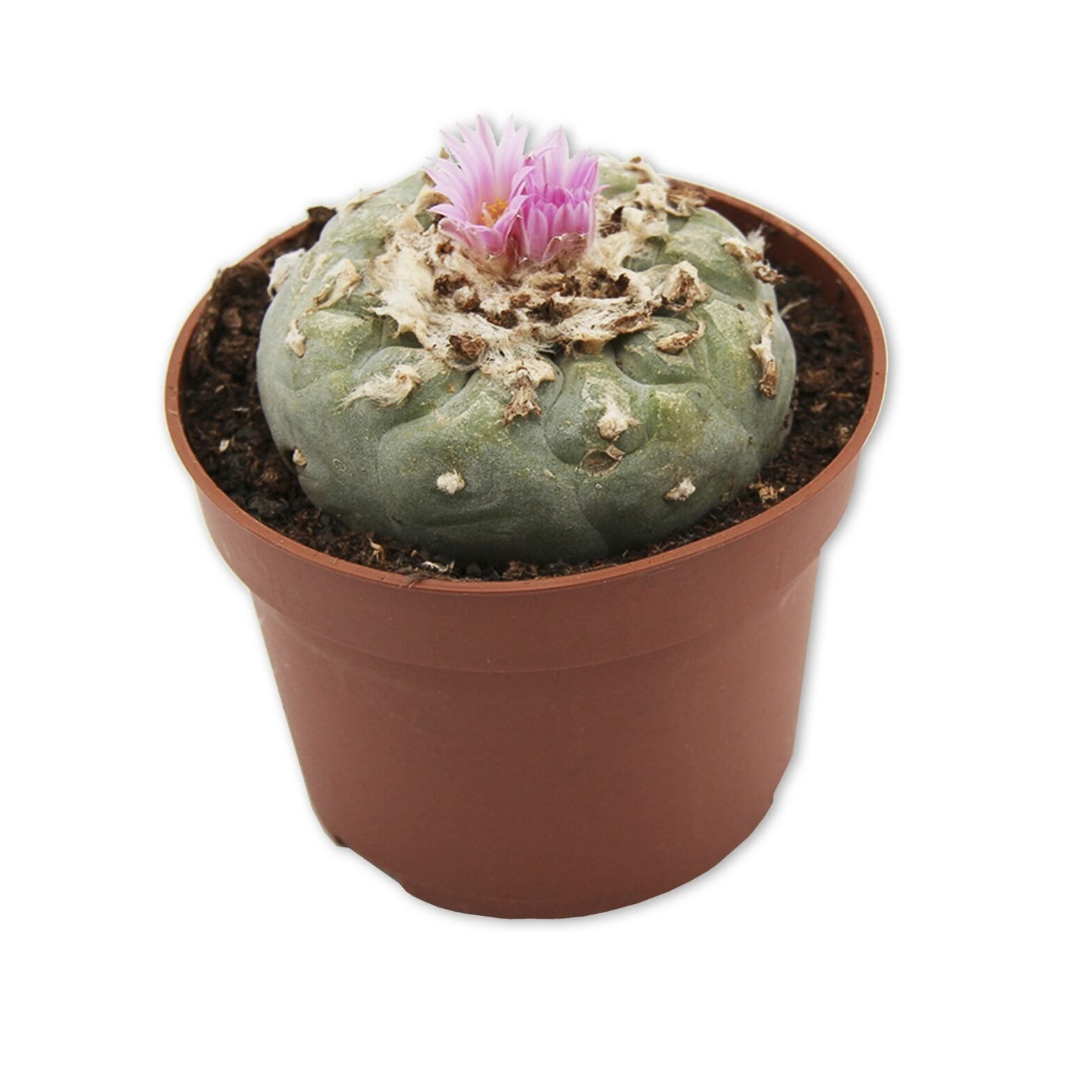 Peyote Cactus (5-7 cm)
